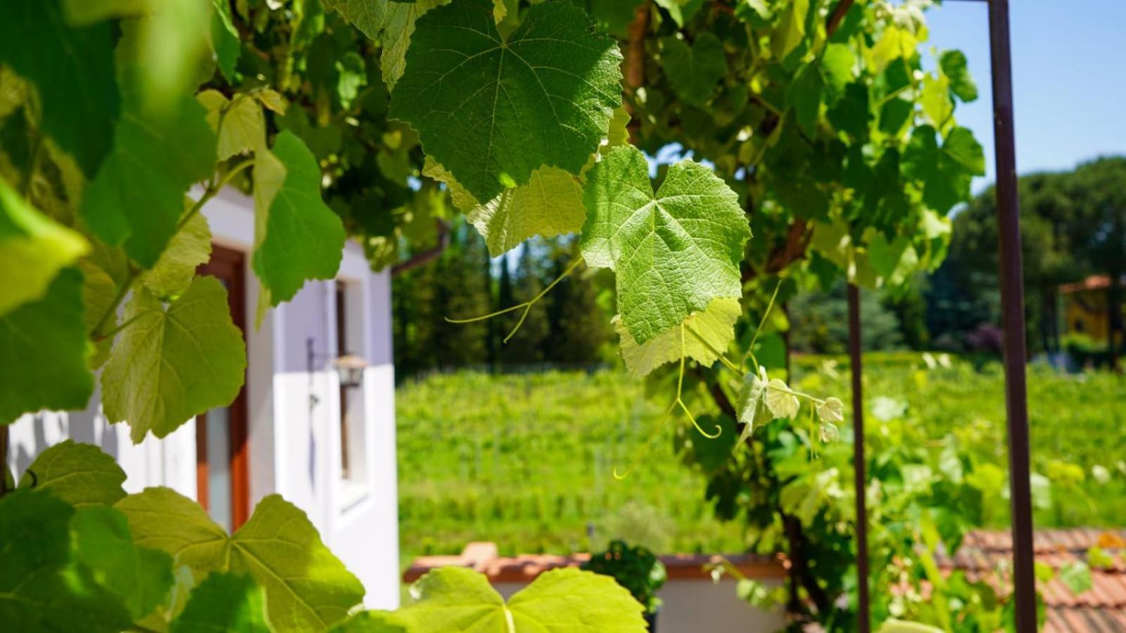 مبيت وإفطار كابانّوري Wine House المظهر الخارجي الصورة