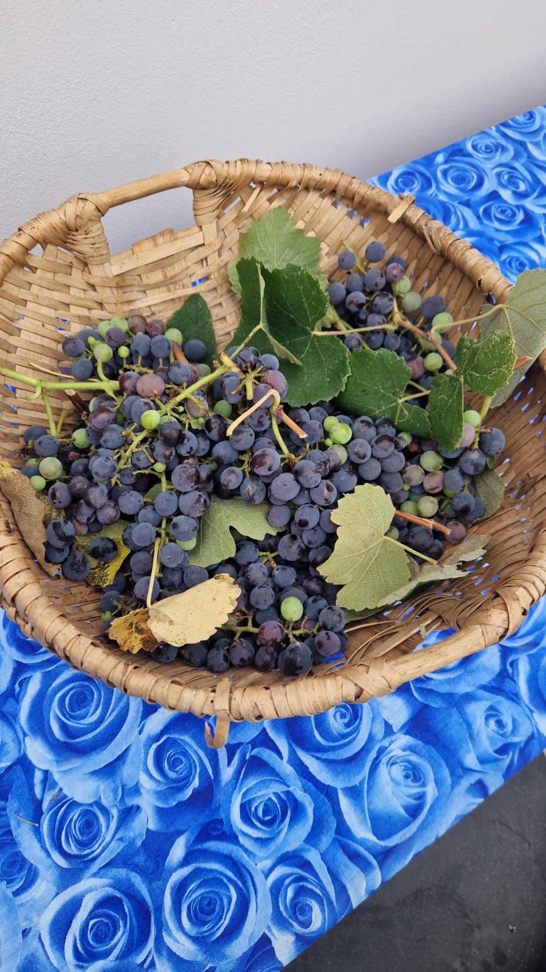 مبيت وإفطار كابانّوري Wine House المظهر الخارجي الصورة